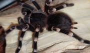 Паук - птицеед Акантоскурия Геникулята (Acanthoscurria geniculata)