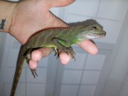 Миролюбивая ящерица. Водяная Агама (Physignathus cocincinus)