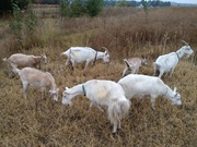 Продам недорого дойные,  котные козы и племенного козла молочной породы