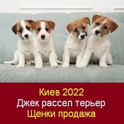 Киев 2022 Щенки Джек рассел терьеров Продажа