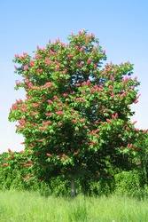 Красный каштан Aesculus carnea для озеленения