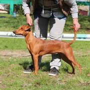 Цуценята німецького пінчера - 2 місяці ПІНЧЕР німецький - СТАНДАРТНИЙ 