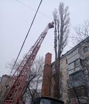 Спил деревьев,  дрова. Киев
